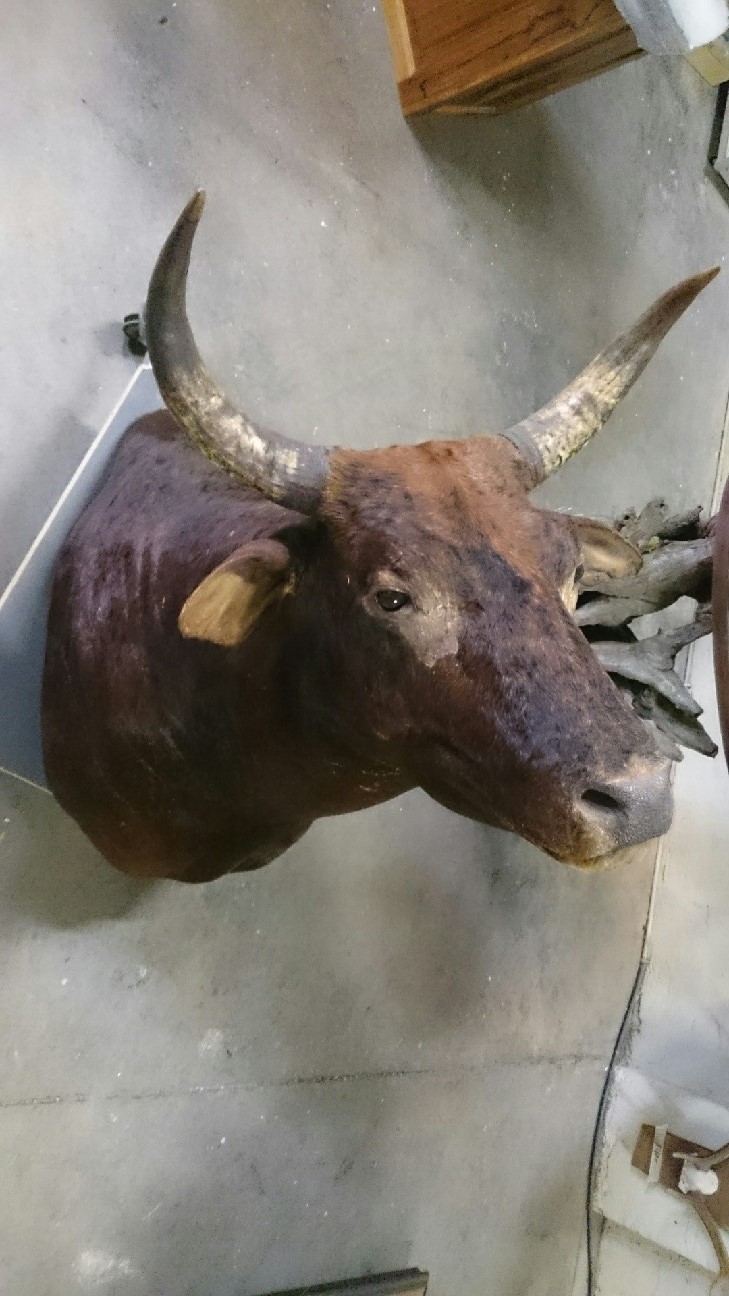 Name:  NT scrub bull - Copy.jpg
Views: 1842
Size:  194.9 KB