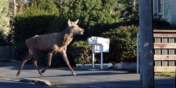 Name:  deer_odt_620x310.jpg
Views: 482
Size:  51.4 KB