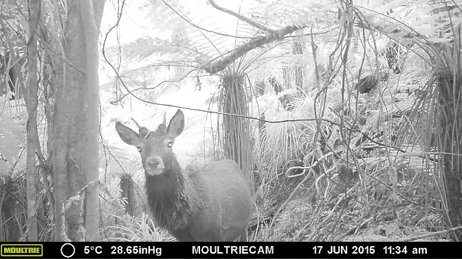Name:  deer.jpg
Views: 821
Size:  148.7 KB