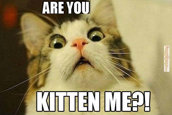 Name:  Are-you-kitten-me.jpg
Views: 2041
Size:  34.8 KB