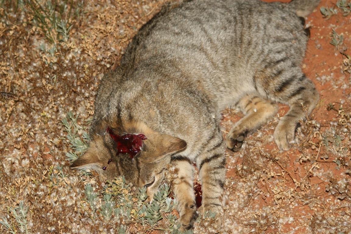 Name:  Hil cat 21 (Medium).JPG
Views: 1509
Size:  209.4 KB