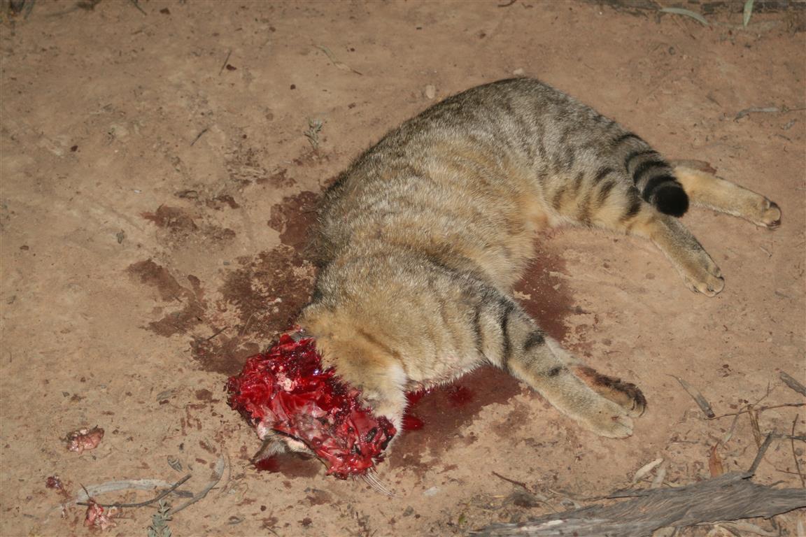 Name:  Hil-cat 22 (Medium).JPG
Views: 1998
Size:  147.0 KB