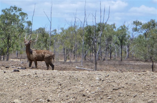 Name:  Rusa 1 (537 x 352).jpg
Views: 547
Size:  75.1 KB