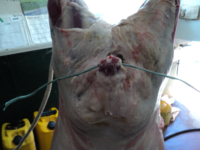 Name:  picture 510.jpg
Views: 312
Size:  164.9 KB