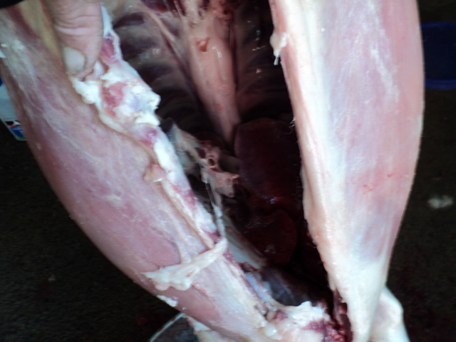 Name:  picture 515.jpg
Views: 355
Size:  165.3 KB