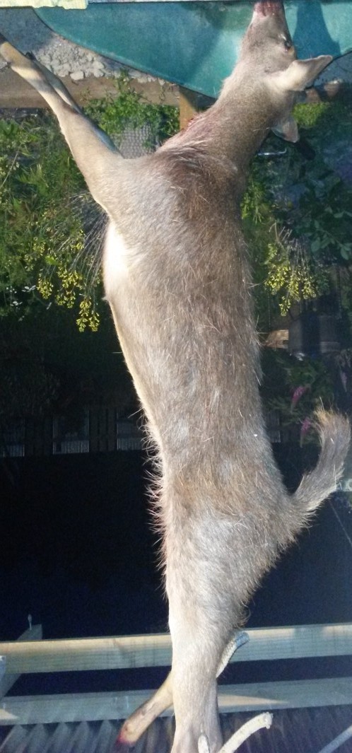 Name:  deer.jpg
Views: 845
Size:  164.6 KB