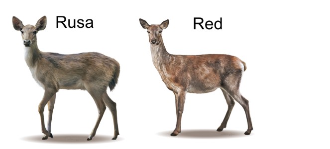 Name:  Deer.jpg
Views: 228
Size:  36.7 KB