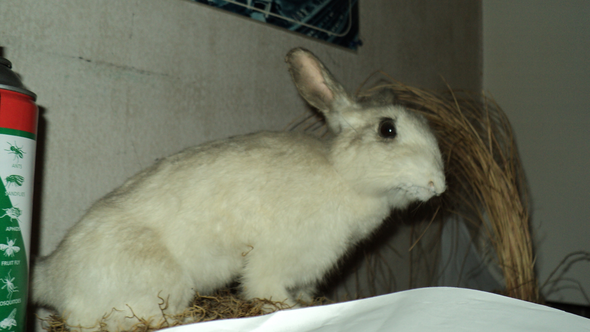 Name:  Picture 103.jpg
Views: 791
Size:  932.4 KB