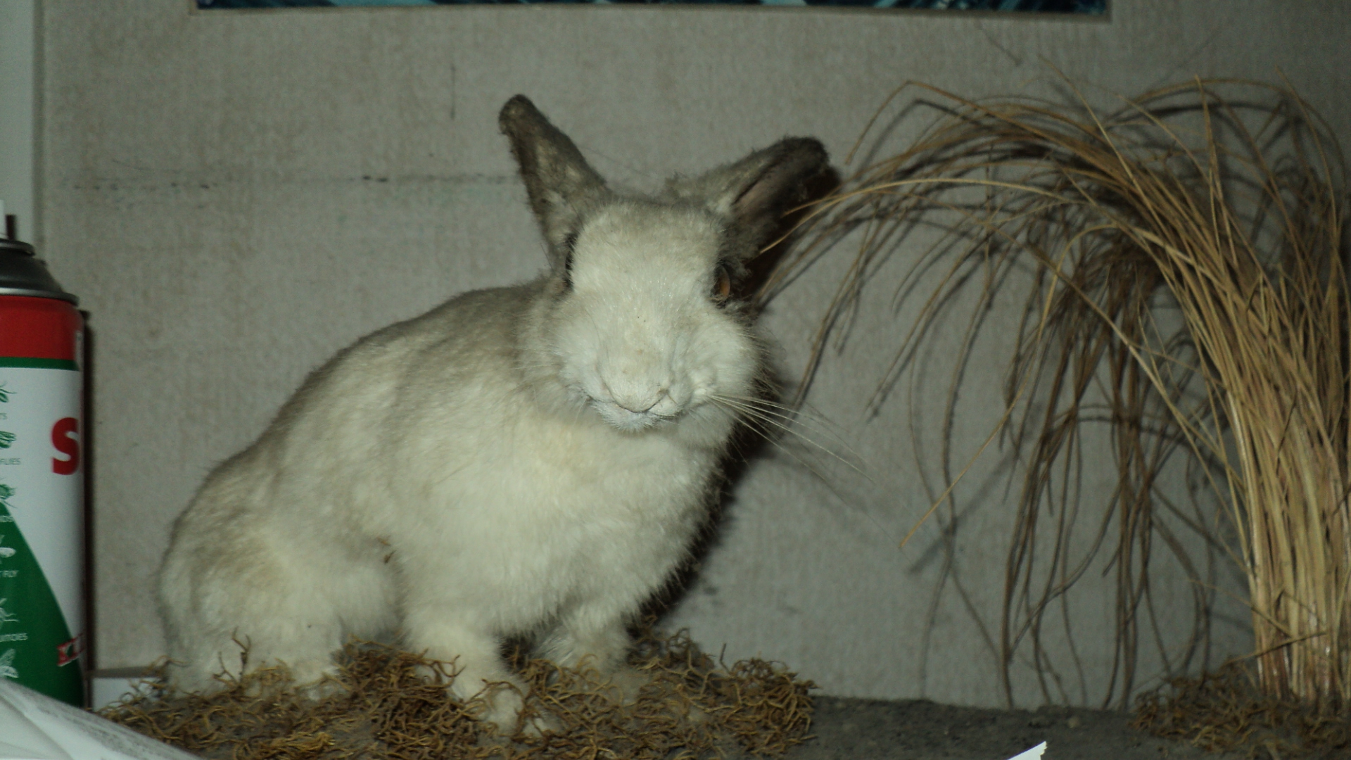 Name:  Picture 104.jpg
Views: 719
Size:  944.5 KB