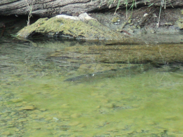 Name:  picture 7850.jpg
Views: 228
Size:  164.5 KB