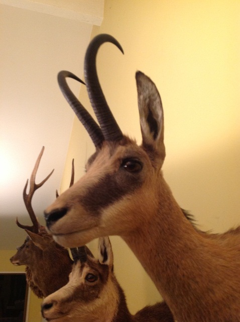 Name:  mount 6.JPG
Views: 460
Size:  79.6 KB
