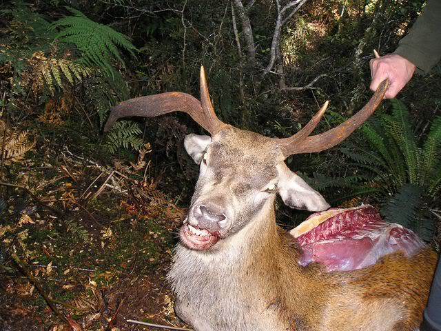 Name:  Antlers.jpg
Views: 797
Size:  95.7 KB