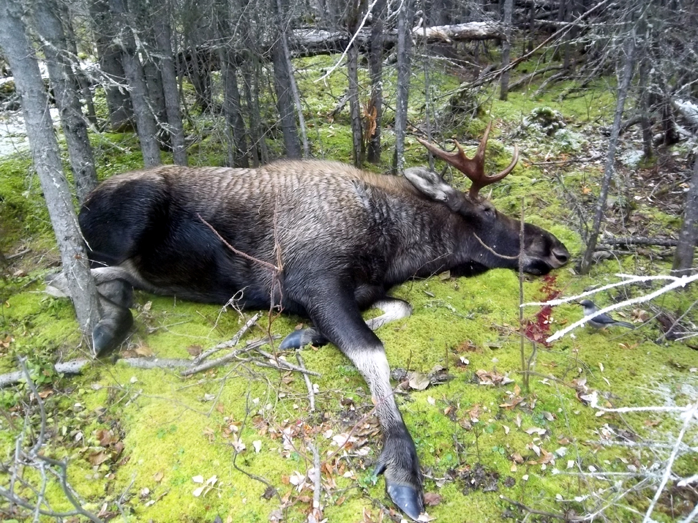 Name:  2011 bull1.jpg
Views: 433
Size:  820.0 KB