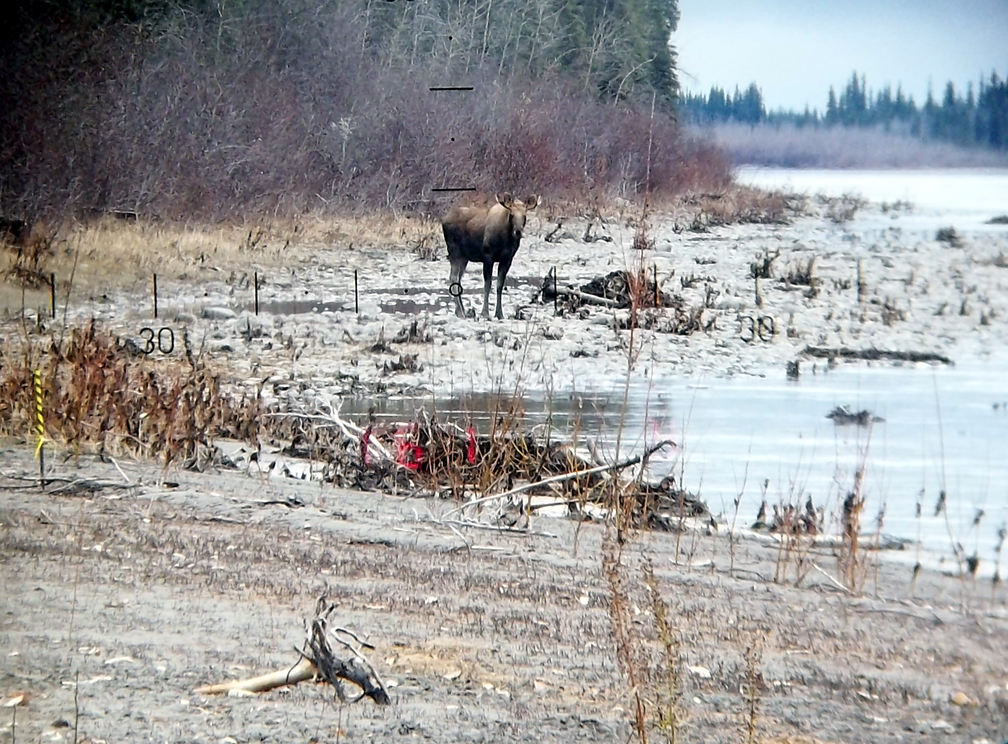 Name:  camp bull 9-29-12a.jpg
Views: 376
Size:  711.4 KB