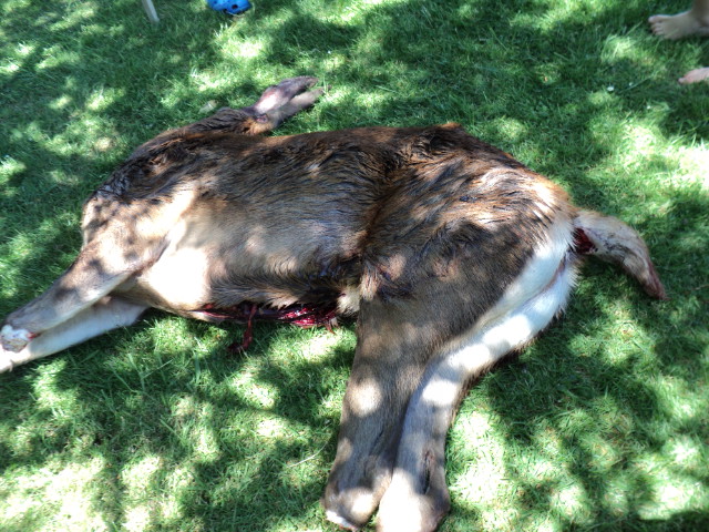 Name:  picture 026.jpg
Views: 347
Size:  164.3 KB