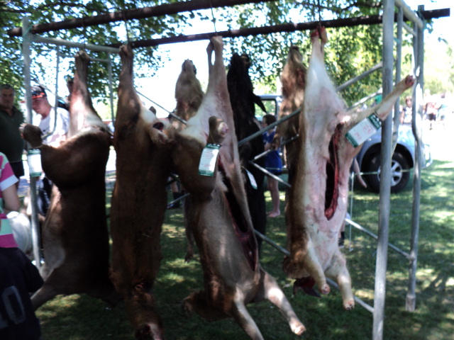 Name:  picture 031.jpg
Views: 367
Size:  165.0 KB