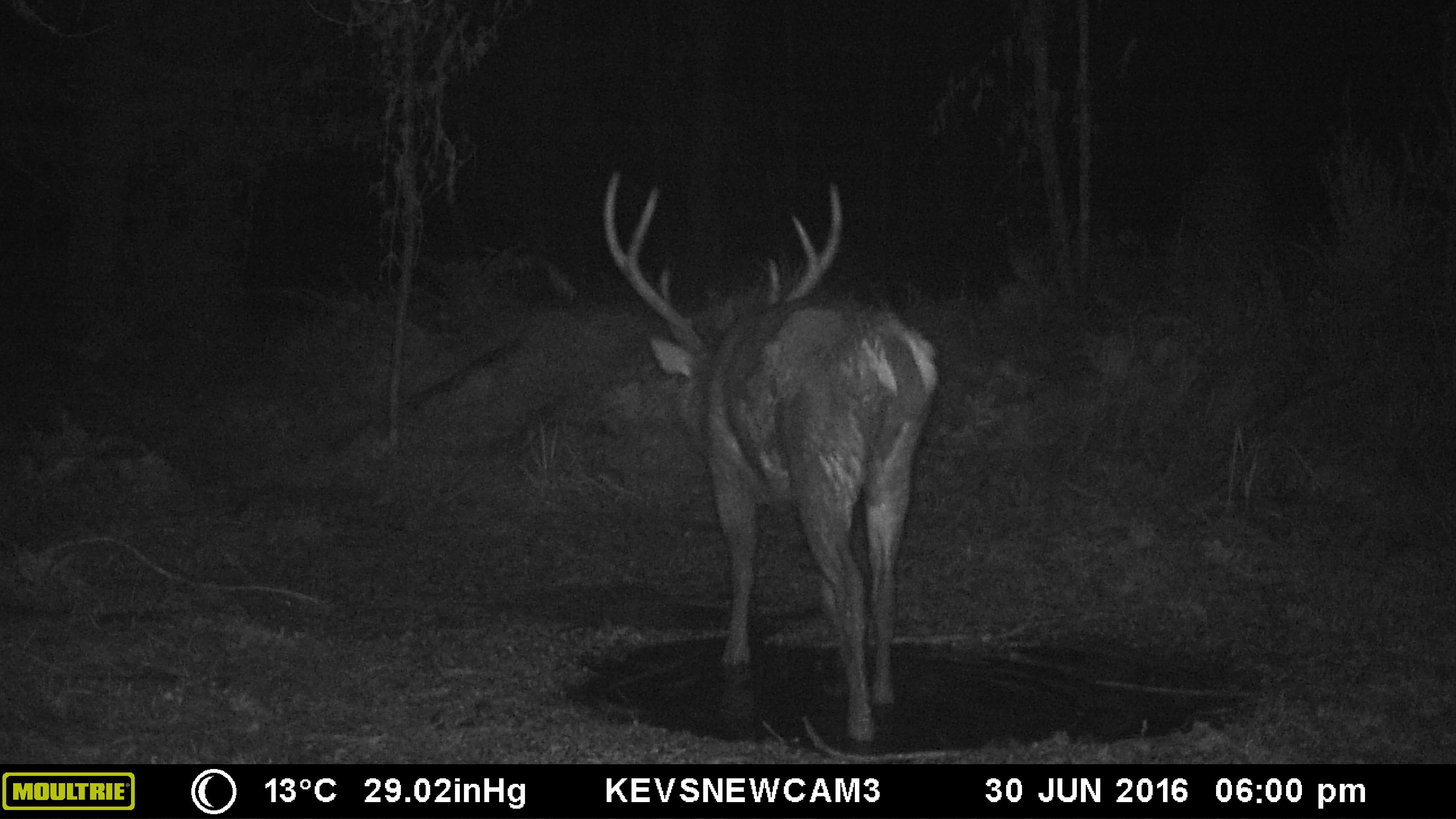 Name:  Biggie at Wallow Cam.jpg
Views: 1094
Size:  618.8 KB