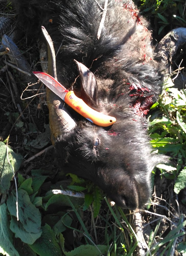 Name:  knifed.jpg
Views: 719
Size:  231.5 KB