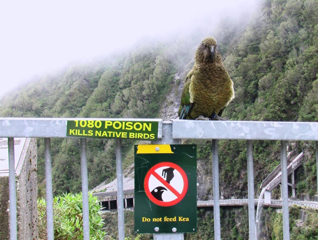 Name:  IMGA0801Dont feed the  Kea compressed.JPG
Views: 445
Size:  129.5 KB