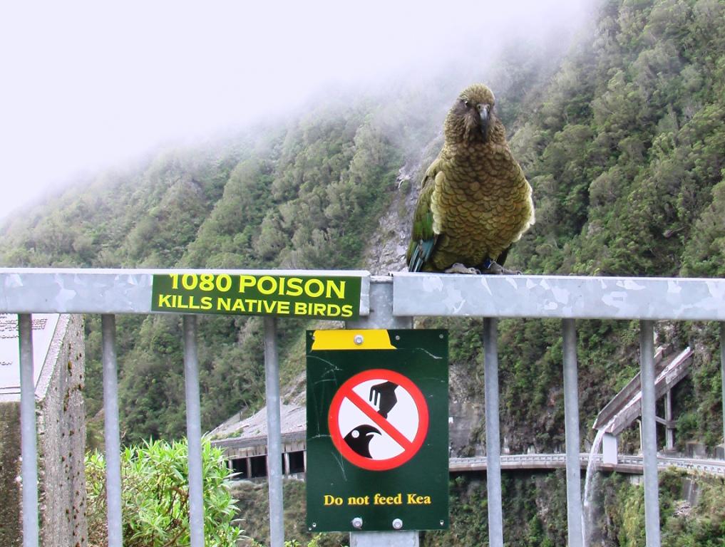 Name:  IMGA0801Dont feed the  Kea compressed.JPG
Views: 415
Size:  129.5 KB