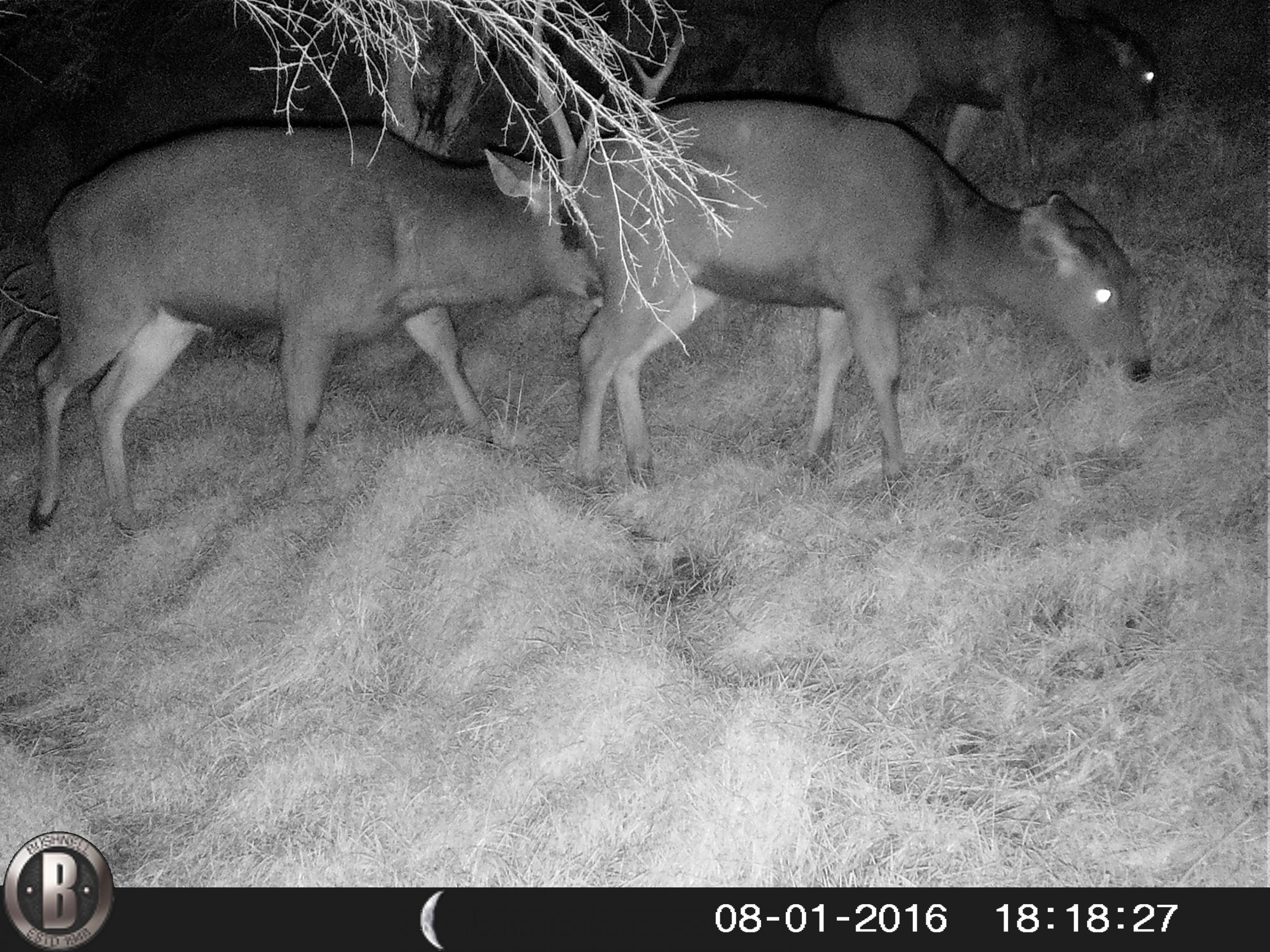 Name:  HUNT0016.jpg
Views: 553
Size:  1,004.5 KB