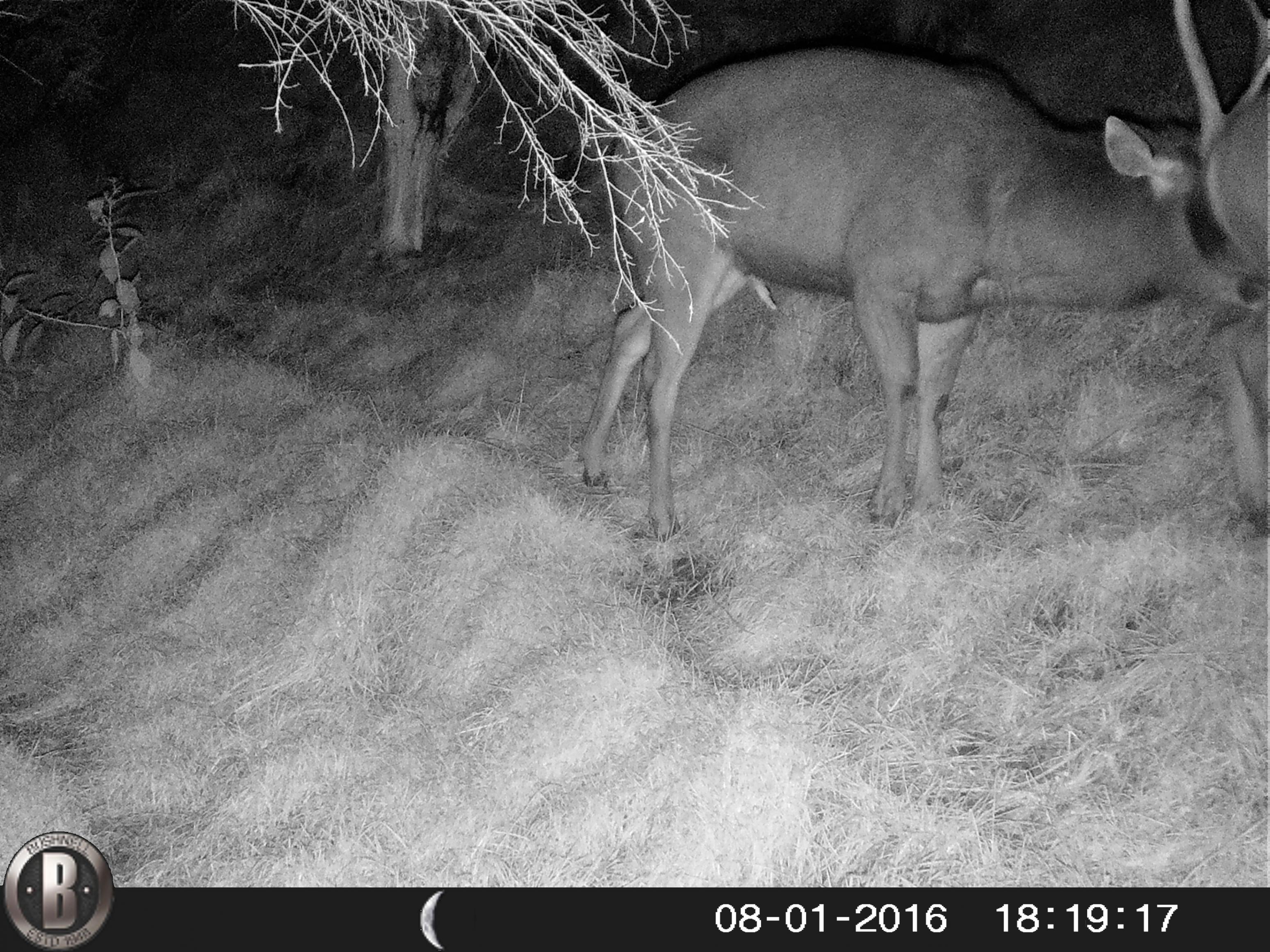 Name:  HUNT0018.jpg
Views: 517
Size:  1,006.5 KB