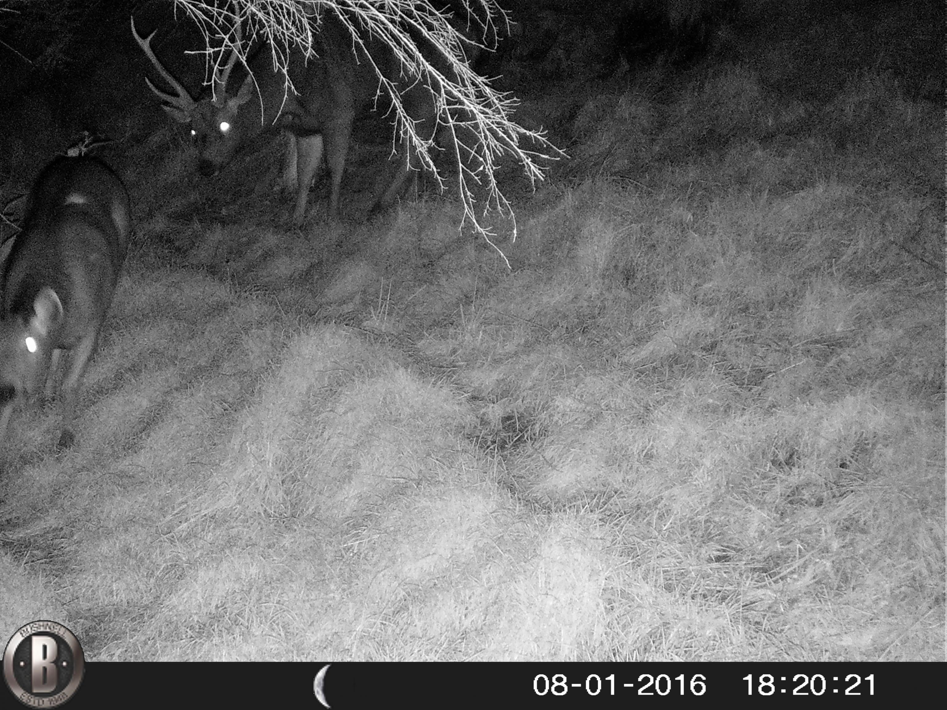 Name:  HUNT0019.jpg
Views: 522
Size:  1,011.0 KB