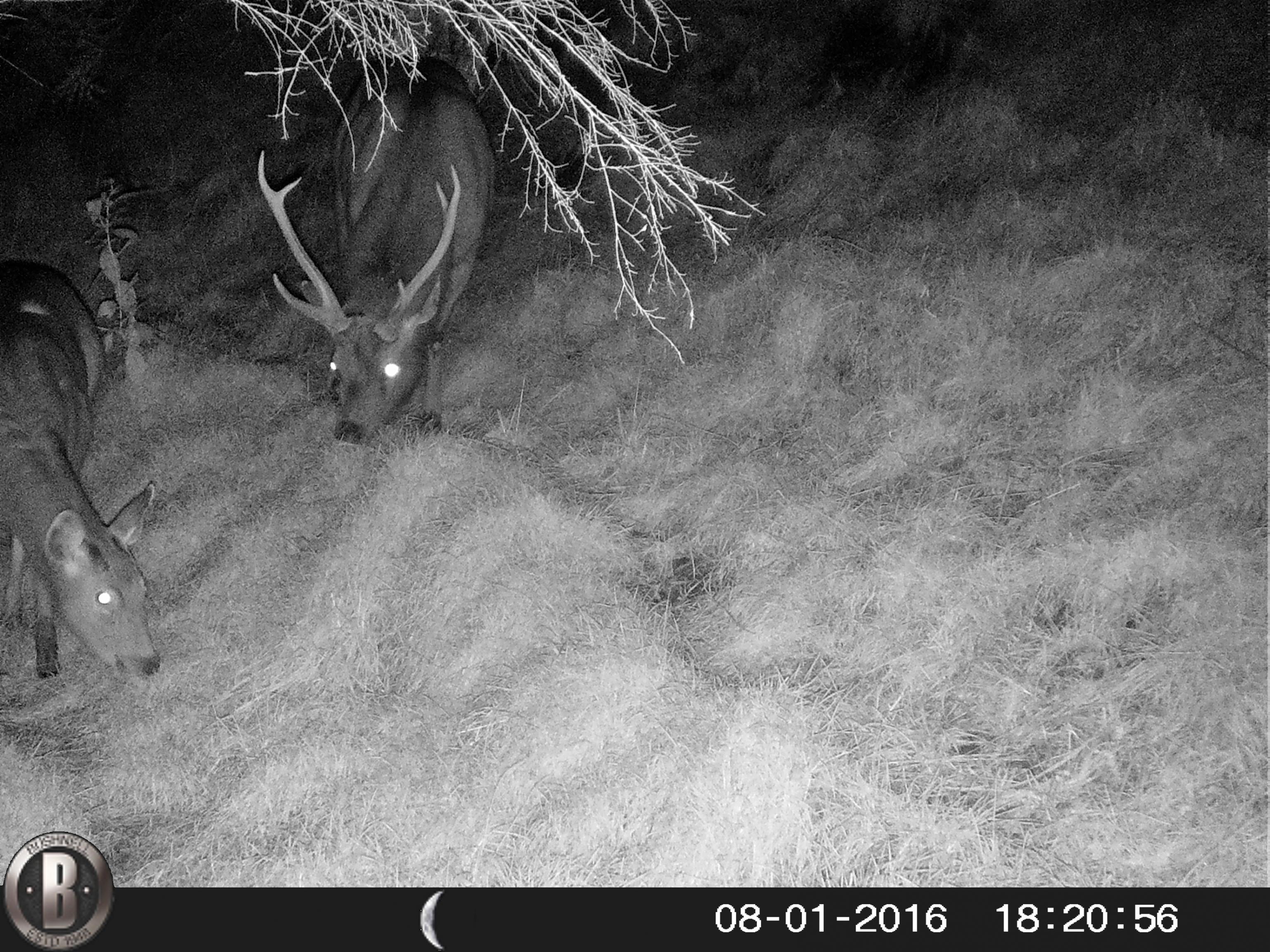 Name:  HUNT0020.jpg
Views: 477
Size:  1,011.1 KB