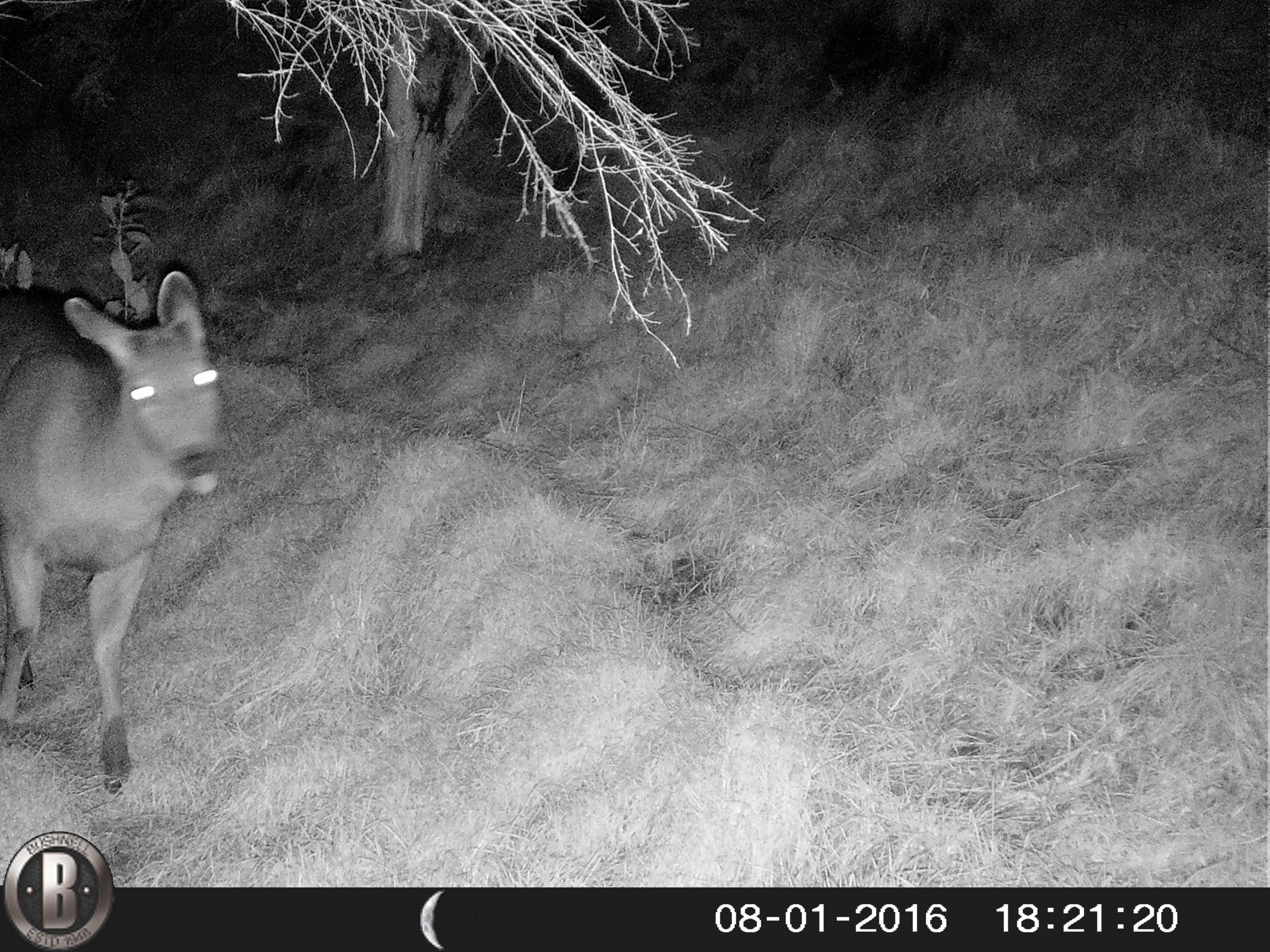Name:  HUNT0021.jpg
Views: 501
Size:  1,007.3 KB