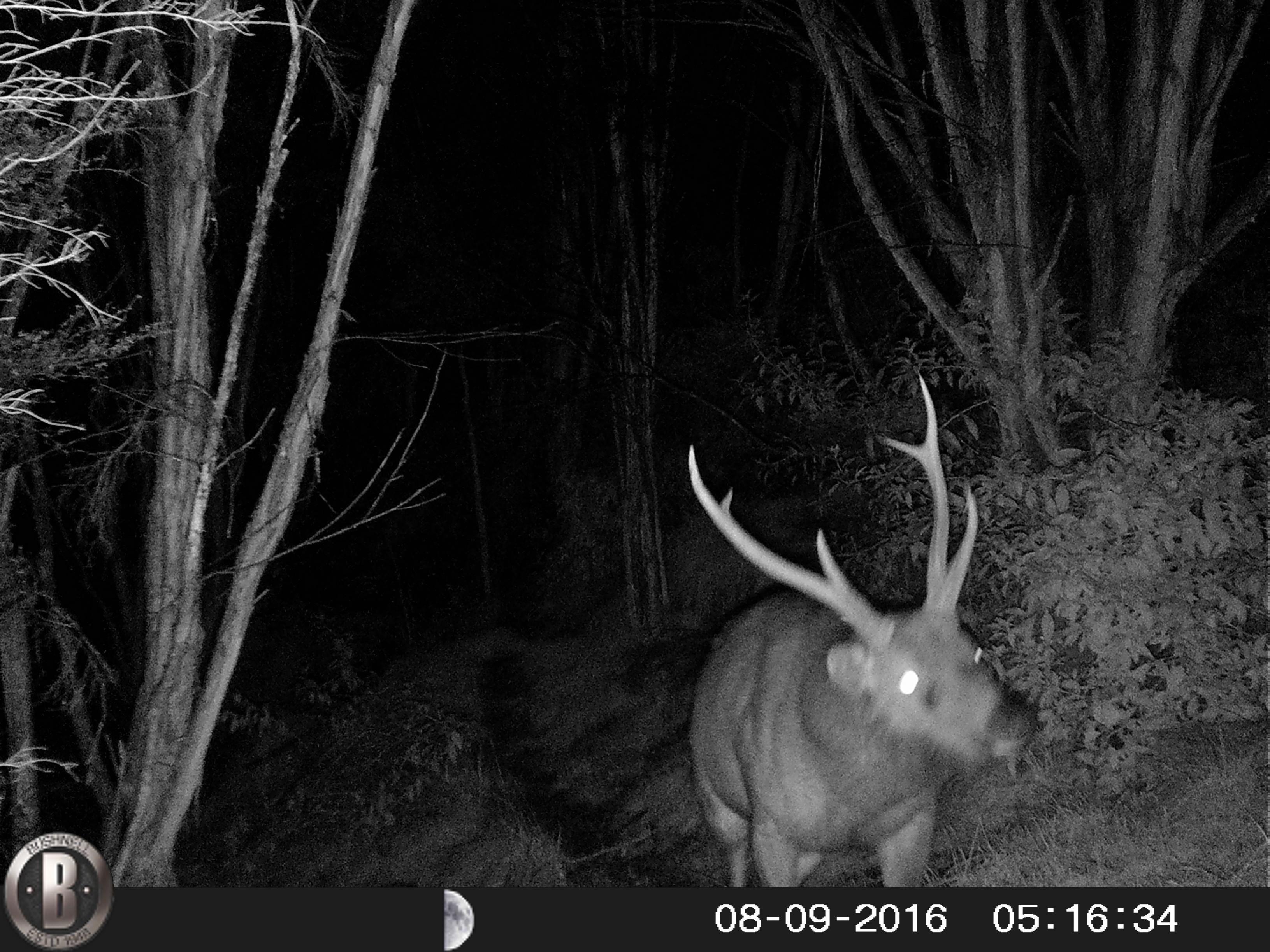 Name:  HUNT0015.jpg
Views: 652
Size:  865.9 KB