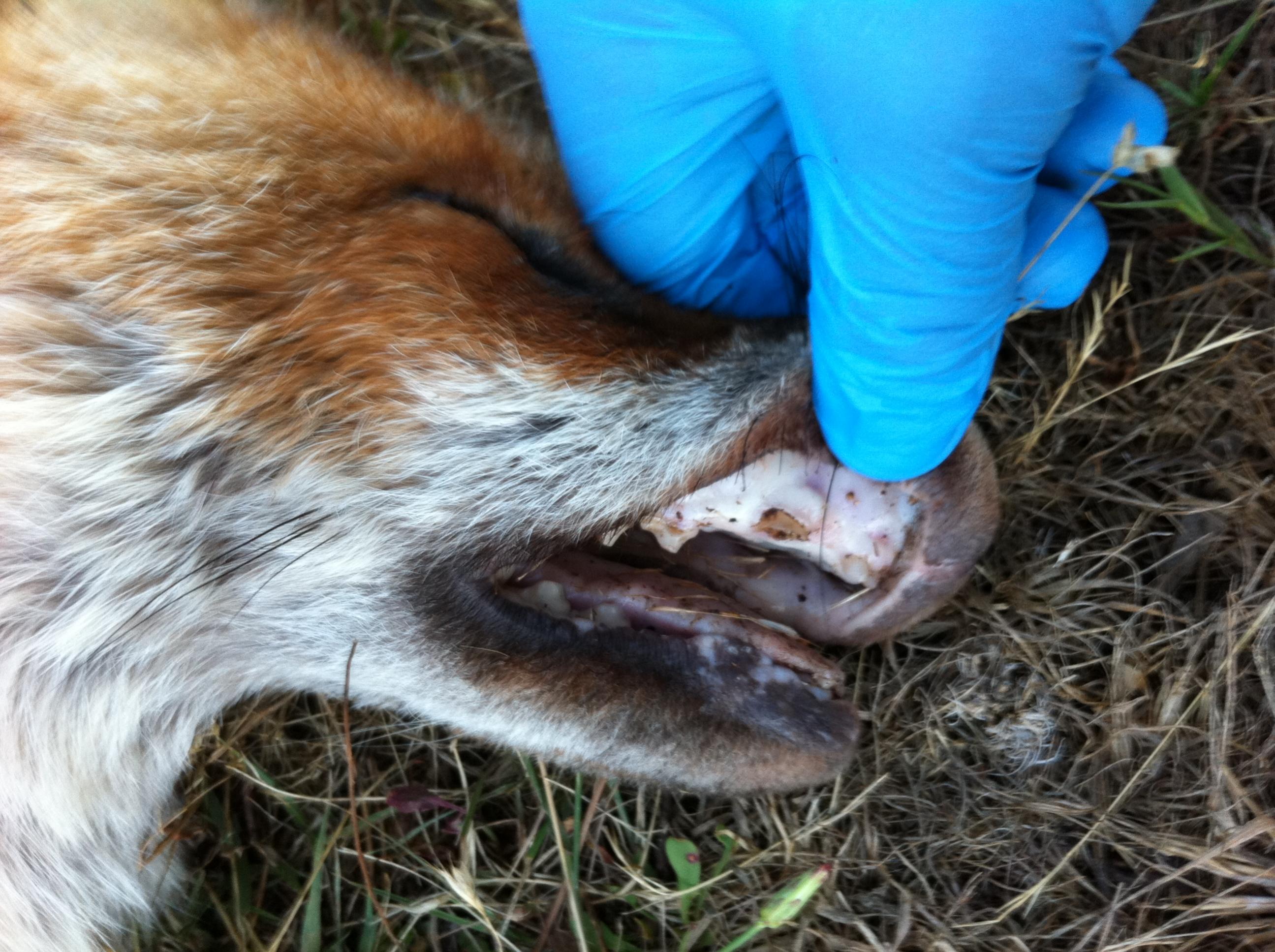 Name:  Dogs teeth.jpg
Views: 502
Size:  601.2 KB