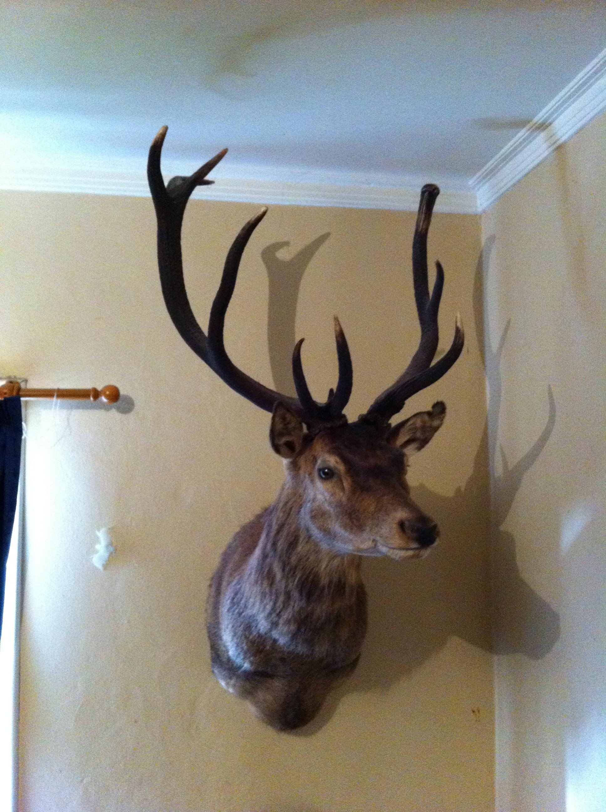 Name:  First stag.jpg
Views: 1282
Size:  693.0 KB