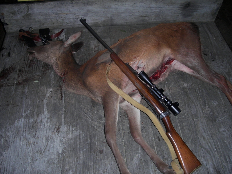 Name:  deer 5.jpg
Views: 998
Size:  343.7 KB