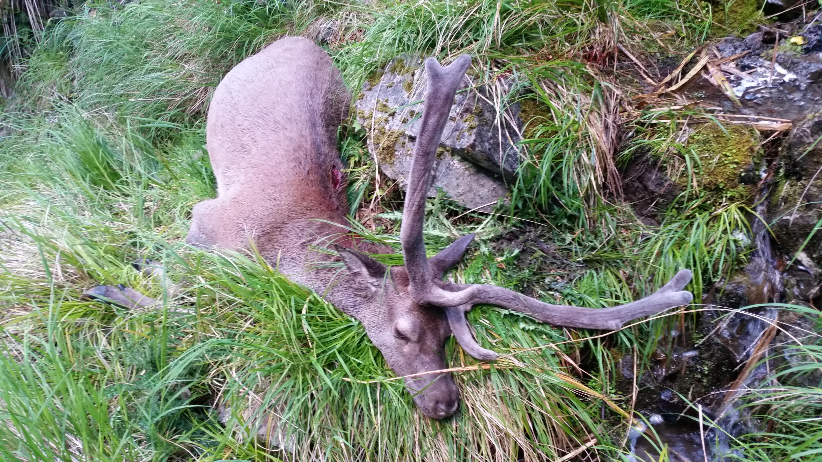 Name:  Stag after tumberling end for end down waterfall.jpg
Views: 242
Size:  1.19 MB