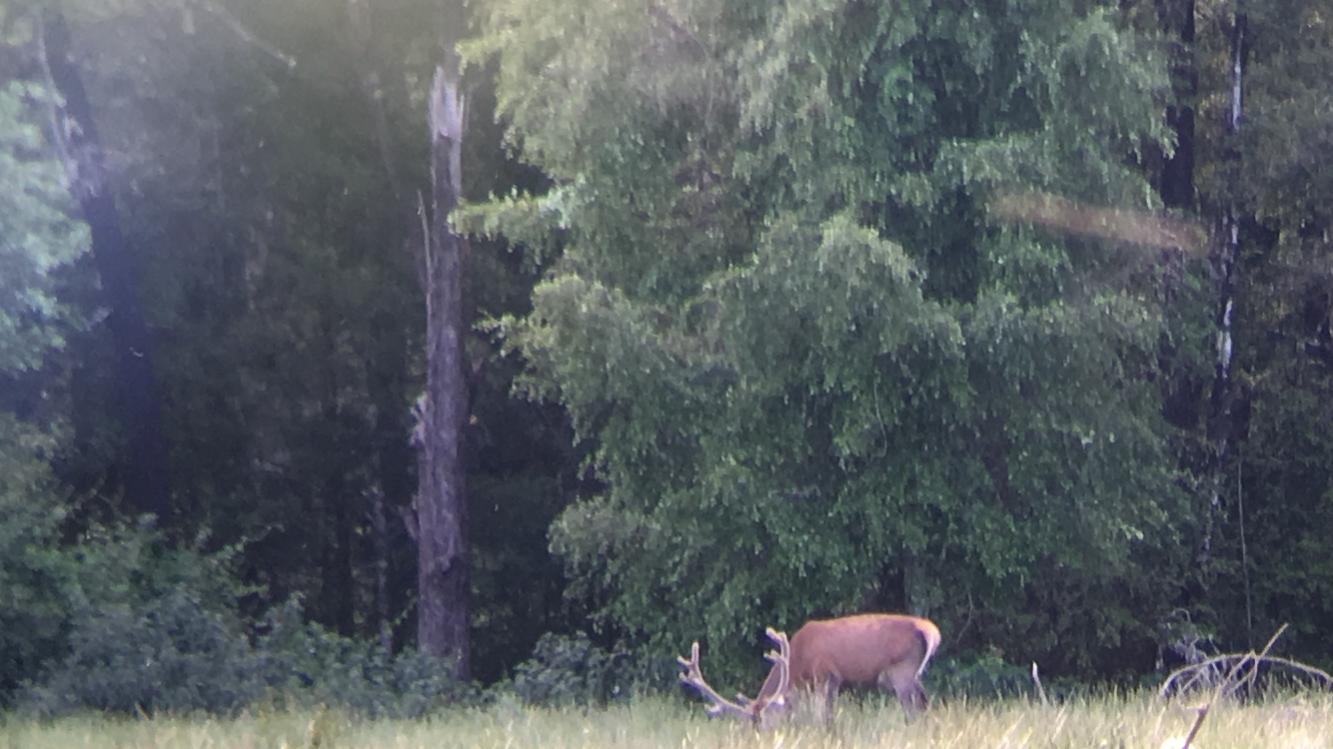 Name:  12 pointer .jpg
Views: 690
Size:  115.8 KB