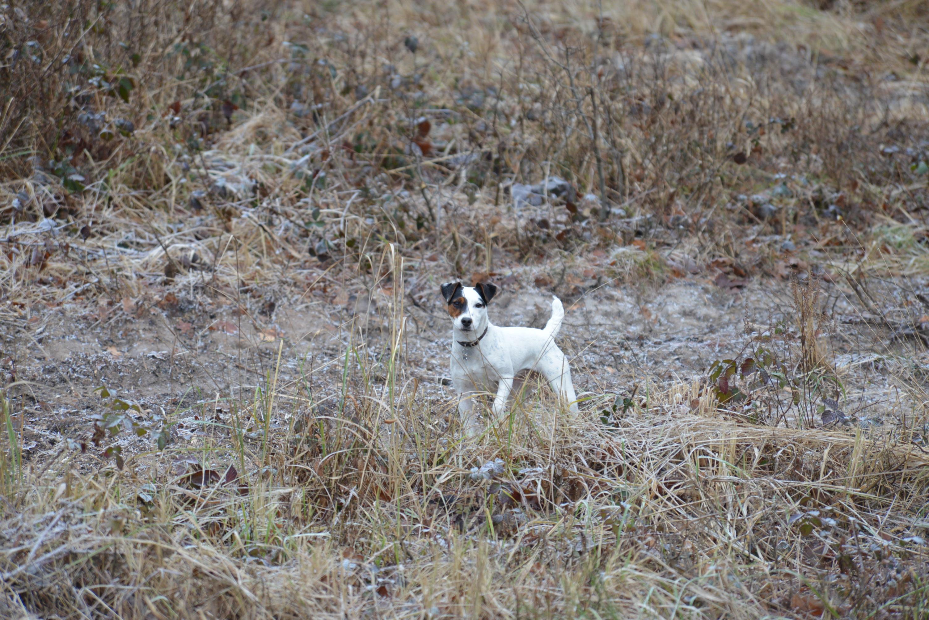 Name:  DSC_7177.jpg
Views: 599
Size:  872.4 KB