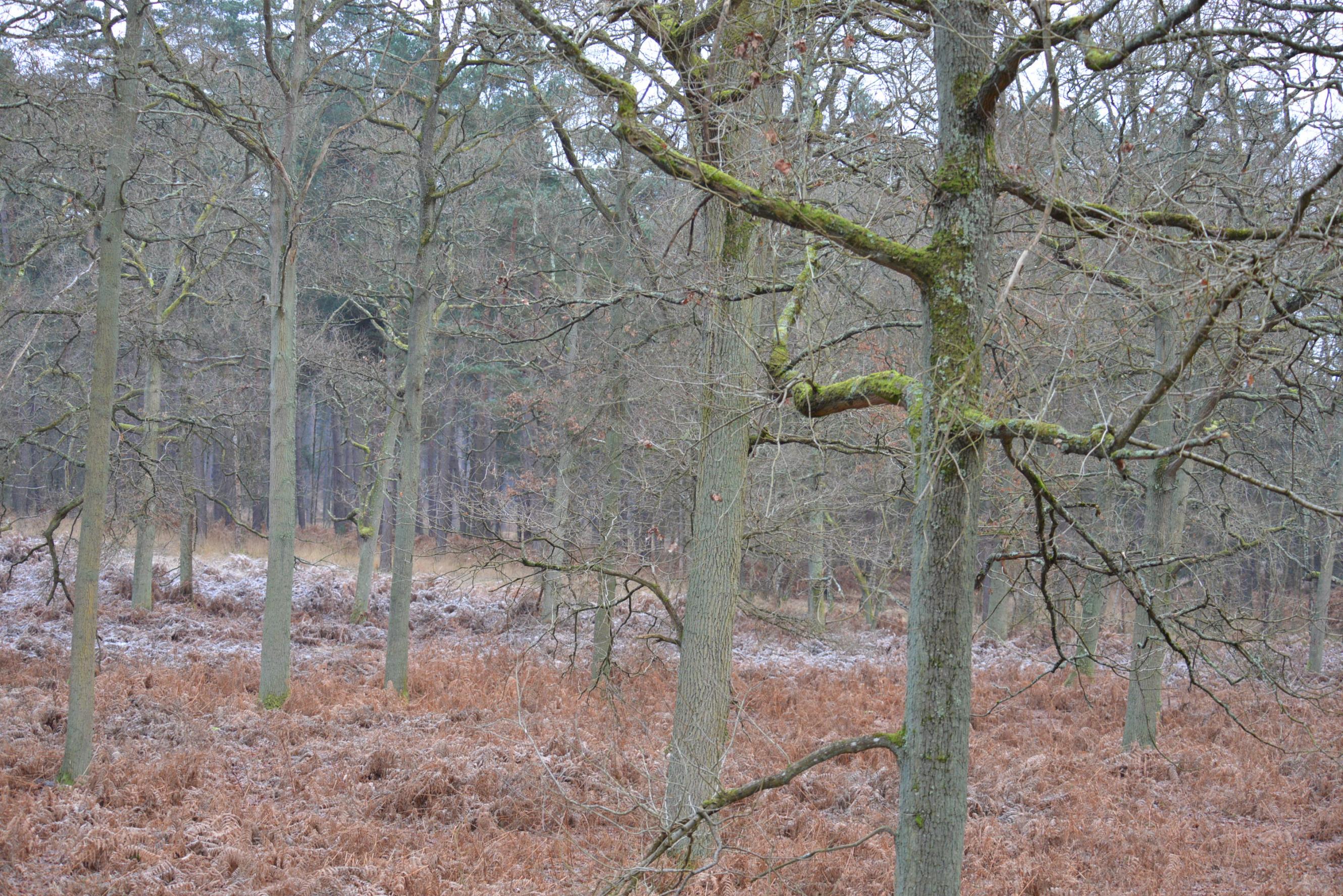Name:  DSC_7165.jpg
Views: 638
Size:  1,015.7 KB