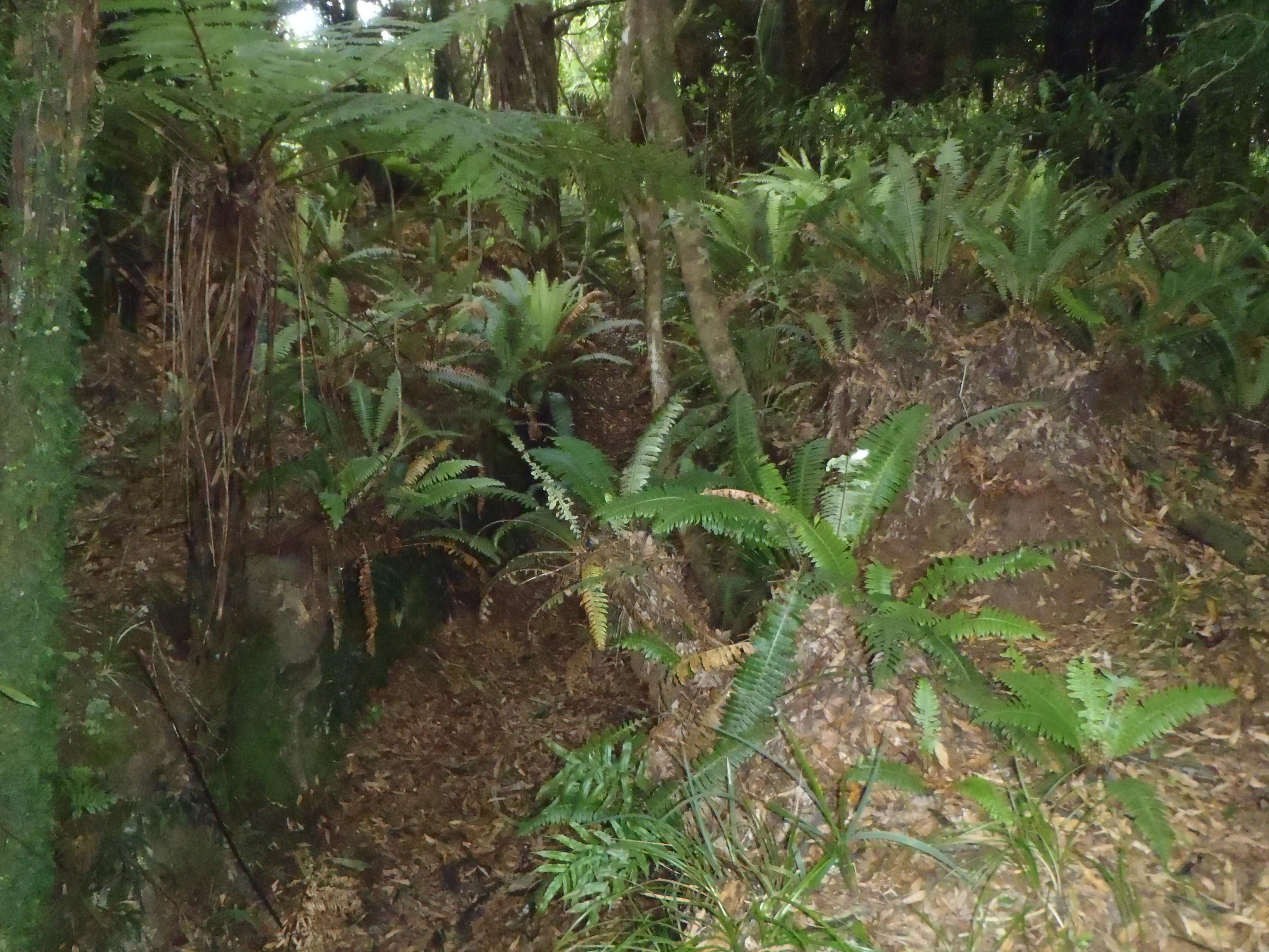 Name:  #1 Kaimai 001.jpg
Views: 452
Size:  1.06 MB