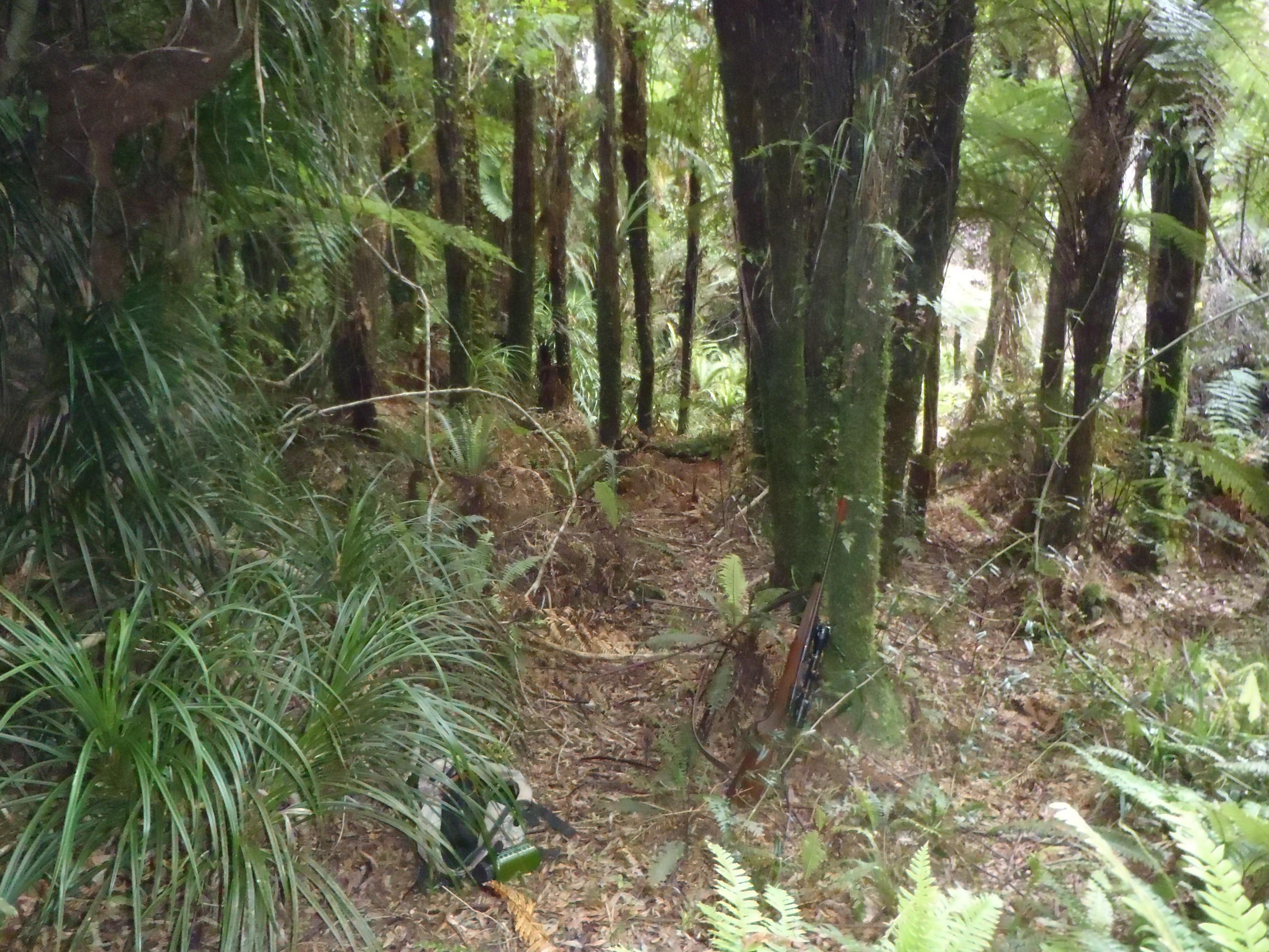 Name:  #1 Kaimai 002.jpg
Views: 703
Size:  1.10 MB