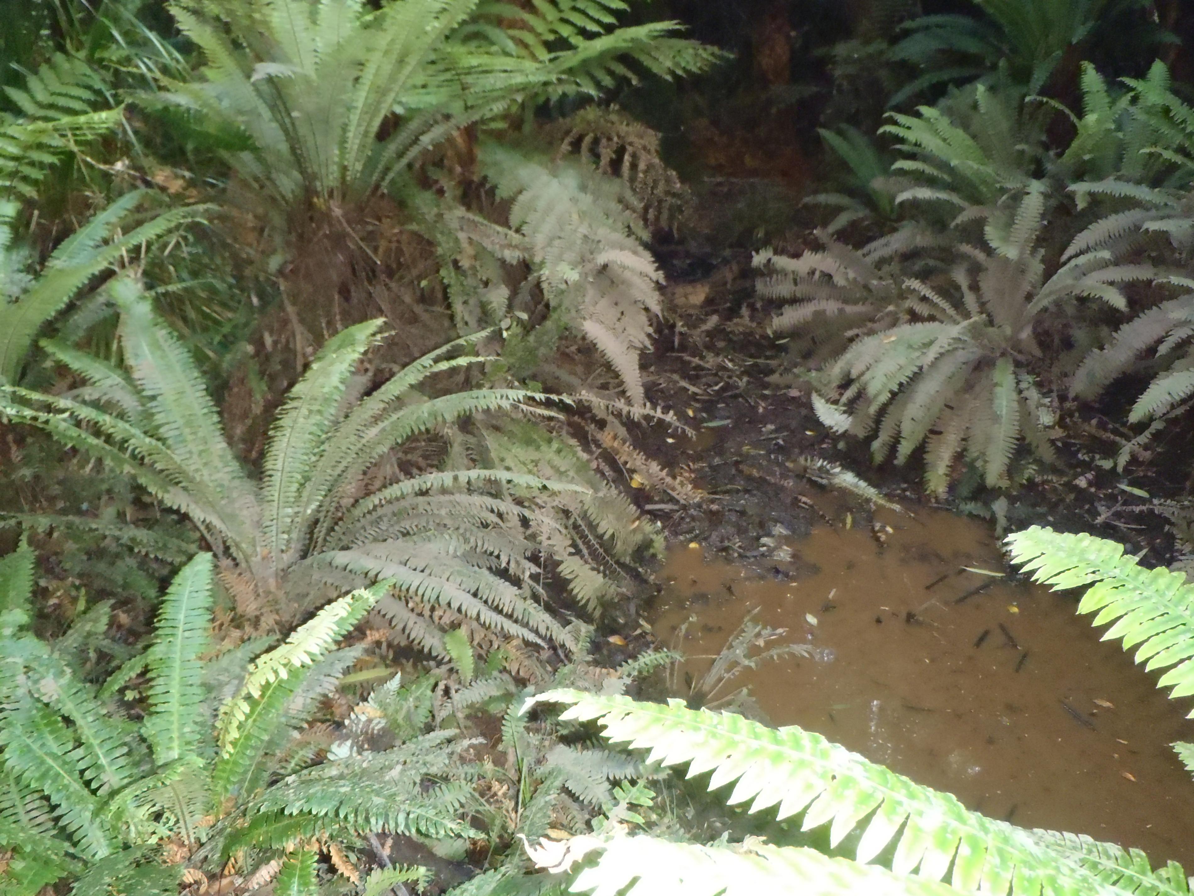 Name:  #1 Kaimai 005.jpg
Views: 398
Size:  1.02 MB