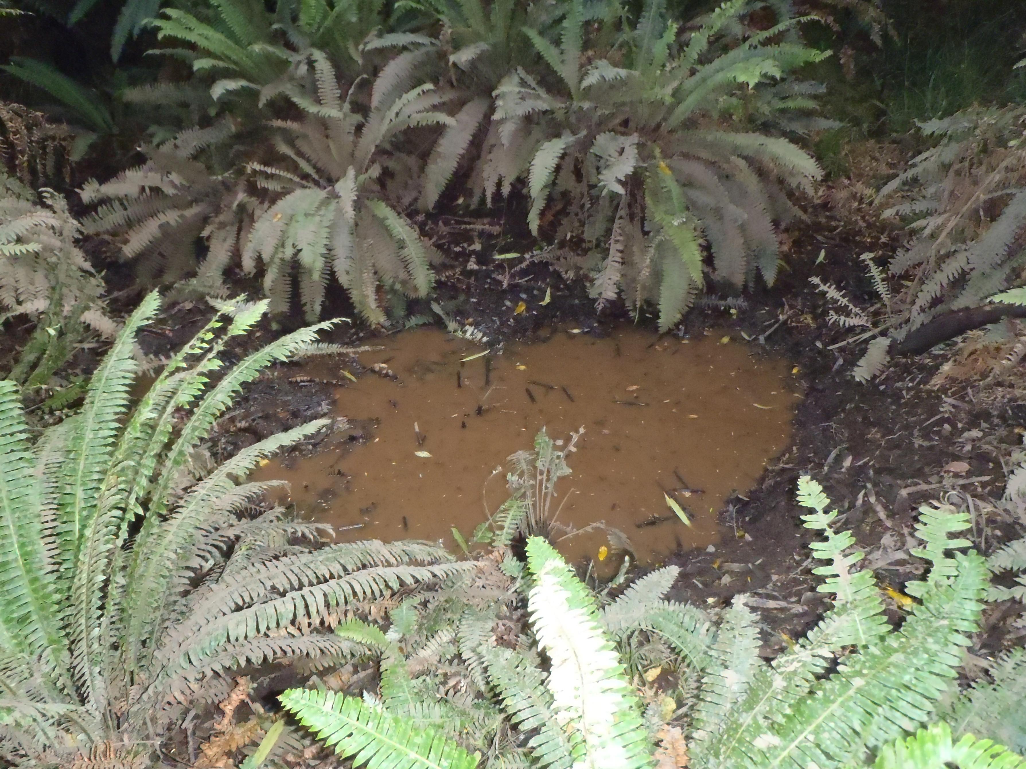 Name:  #1 Kaimai 006.jpg
Views: 421
Size:  1.06 MB