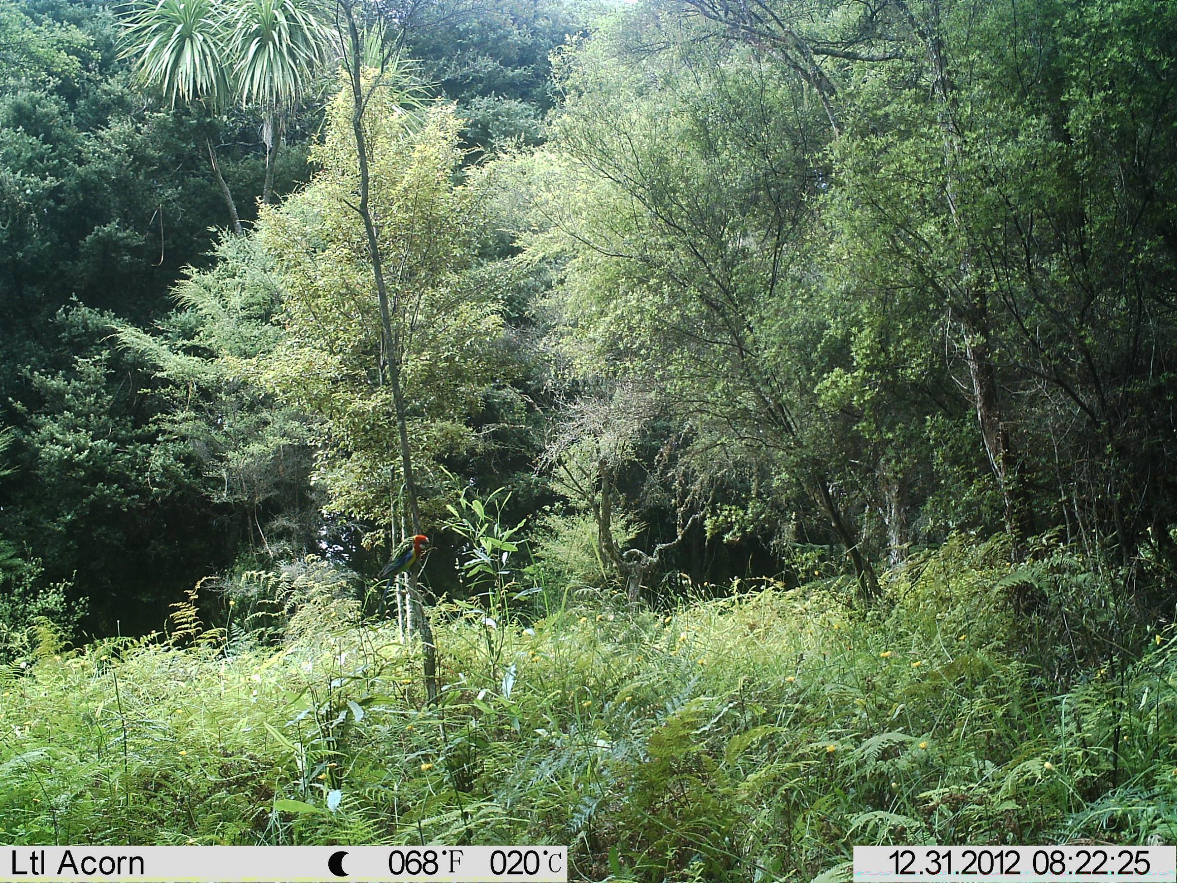 Name:  IMAG bird 0035.jpg
Views: 1600
Size:  1.01 MB