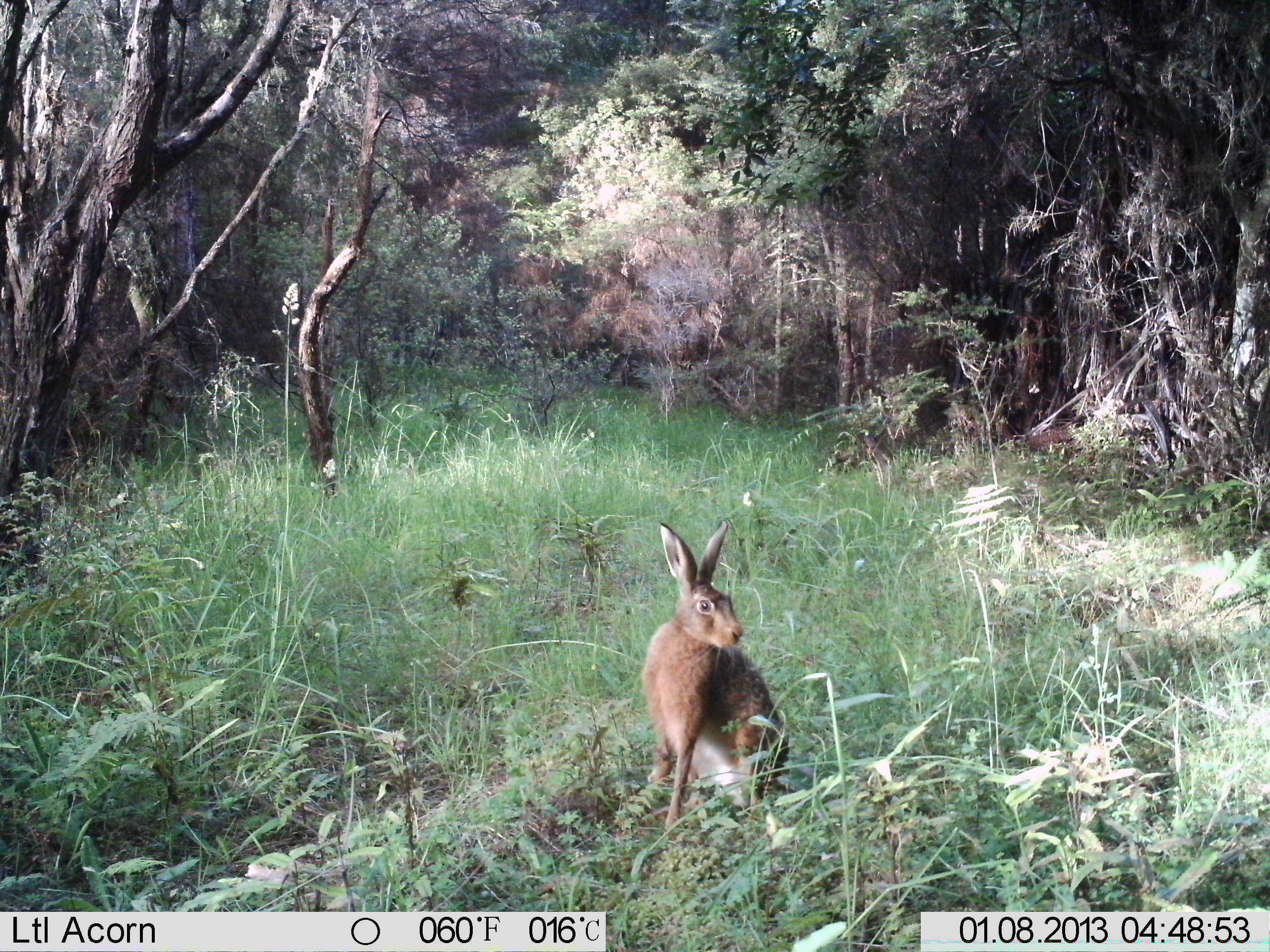 Name:  IMAG0hare048.jpg
Views: 10179
Size:  869.3 KB