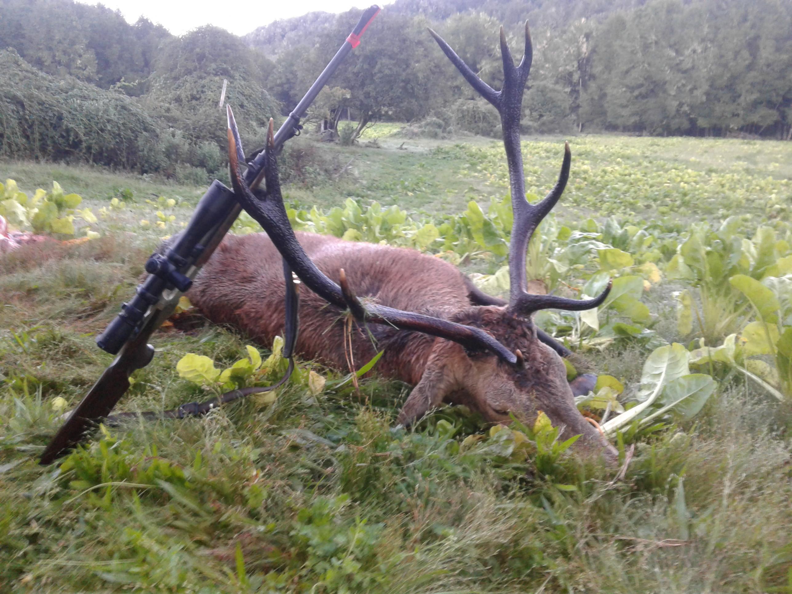 Name:  Waipuna 10 point stag .jpg
Views: 764
Size:  566.2 KB