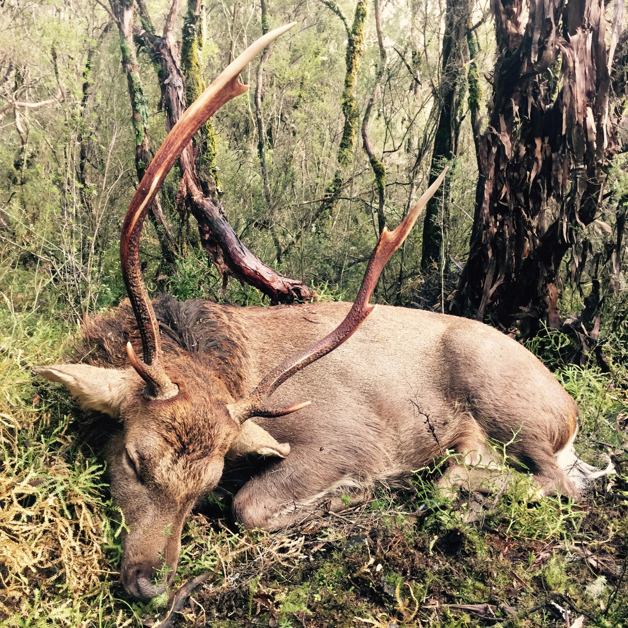 Name:  Sika 5.jpg
Views: 906
Size:  1.04 MB