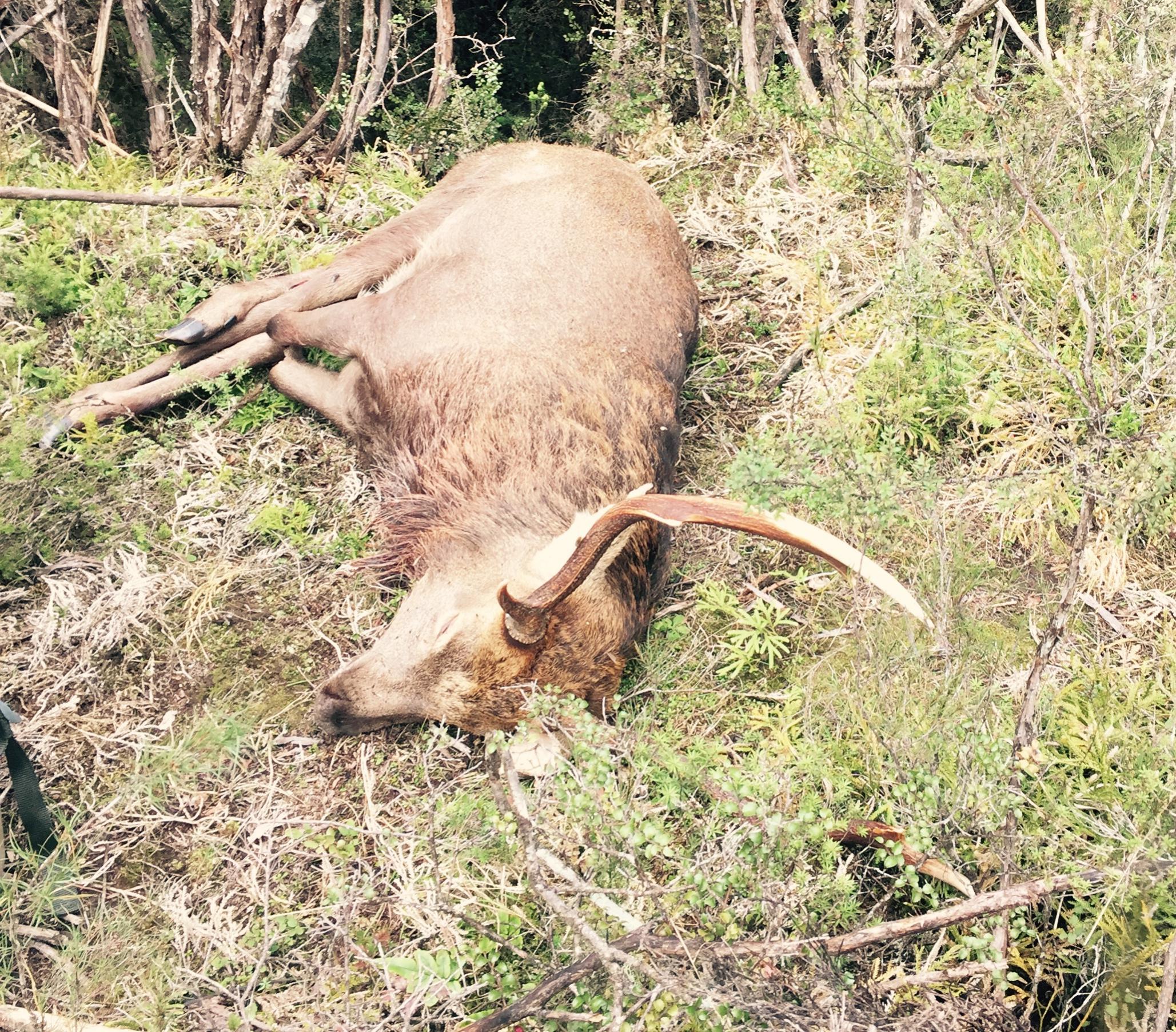 Name:  Sika 2.jpg
Views: 938
Size:  975.9 KB