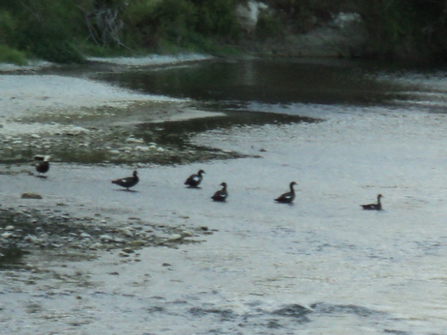 Name:  picture 1032.jpg
Views: 626
Size:  164.9 KB