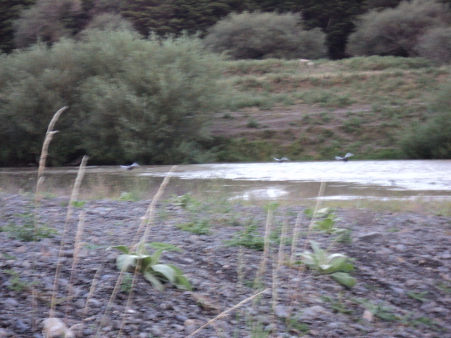 Name:  picture 1041.jpg
Views: 747
Size:  164.0 KB