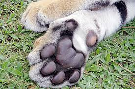 Name:  tigers feet.png
Views: 460
Size:  126.9 KB