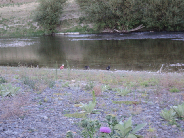 Name:  picture 1059.jpg
Views: 317
Size:  163.0 KB